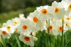 a field of yellow daffodils in the middle of a grassy field photo