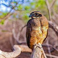 The Rufous Owl's piercing eyes reflect its predatory prowess ,AI Generated photo