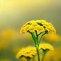The macro view of yarrow showcases its grace in the presence of water droplets ,AI Generated photo