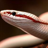 admirativo el calma comportamiento de el rojo Leche serpiente arriba cerca ,ai generado foto