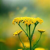 A macro shot of yarrow adorned with sparkling water droplets ,AI Generated photo