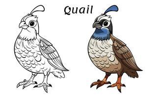 Quail cute animal coloring book illustration vector