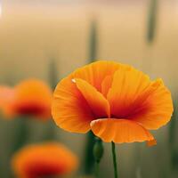 A close-up of an orange poppy reveals its bold and captivating beauty ,AI Generated photo