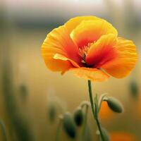 the orange poppy stands out with its striking color and unique form ,AI Generated photo