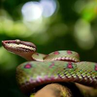 un de cerca de el trimeresurus kanburiensis serpiente, revelador sus fascinante escamas y único coloración ,ai generado foto