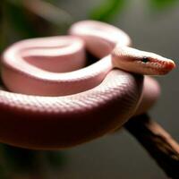 A Pink Snack perched on a tree branch ,AI Generated photo