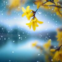 A Captivating View of Forsythia koreana in Full Bloom ,AI Generated photo