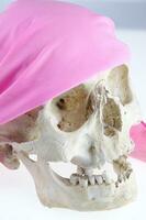 a skull with a pink bandana on it photo