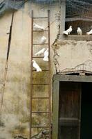 un escalera con aves en eso foto