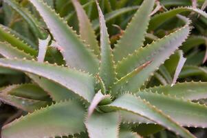 un grande planta con muchos verde hojas foto