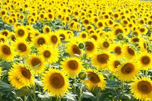 a large field of sunflowers is shown in this photo