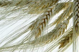 a close up of a bunch of wheat photo