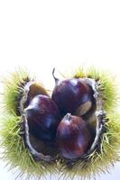 a group of chestnuts on a white background photo