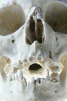 The human skull photo