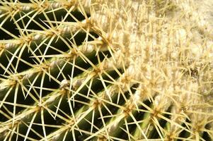a cactus plant with many spikes photo