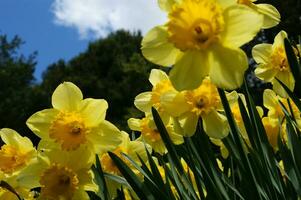 a field of yellow daffodils in the middle of a grassy field photo