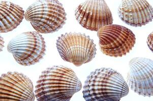 sea shells isolated on white background photo