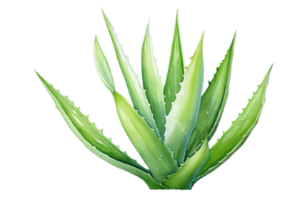 Aquarell Aloe vera Pflanze Clipart, ai generativ png
