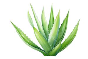 vattenfärg aloe vera växt clipart,ai generativ png