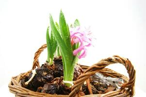 un cesta con Tres pequeño rosado flores en eso foto