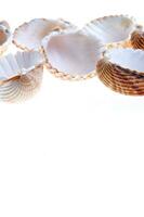 sea shells isolated on white background photo