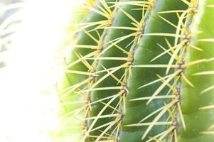 a cactus plant with many spikes photo