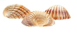 sea shells isolated on white background photo