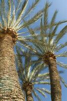 un ver de un palma árbol con un azul cielo en el antecedentes foto