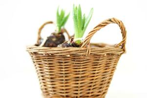 a basket with three small pink flowers in it photo