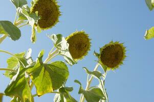 field of sunflowers at the end of the season photo