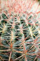 un cactus planta con muchos Picos foto