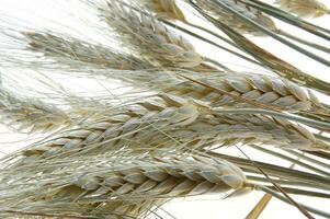 a close up of a bunch of wheat photo