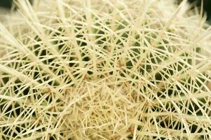 a cactus plant with many spikes photo