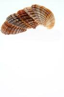 sea shells isolated on white background photo