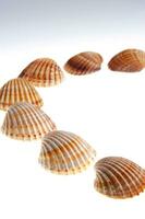 sea shells isolated on white background photo