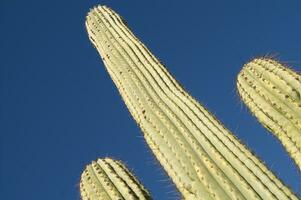 a close up of a cactus with many small needles photo