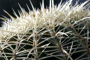 a cactus plant with many spikes photo