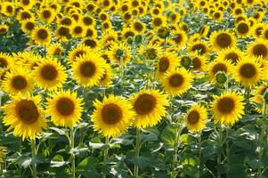 a large field of sunflowers is shown in this photo