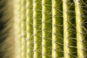 un cerca arriba de un cactus con muchos largo, Delgado agujas foto