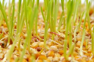 a close up of a bunch of corn sprouts photo