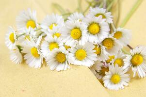 a bunch of white flowers on a yellow background photo