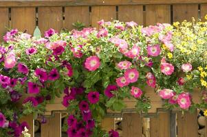 a wooden fence with flowers hanging from it photo