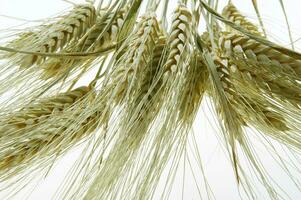 a close up of a bunch of wheat photo