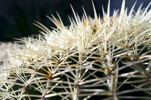 a cactus plant with many spikes photo