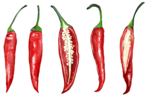 Chili set of peppers spicy red green yellow png