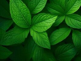 Green leaf texture and abstract background photo