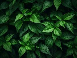 Green leaves background.Green leaves with copy space.They are color tone dark in the morning. photo