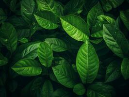 Captivating Macro Leaf Backgrounds photo