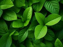 Captivating Macro Leaf Backgrounds photo