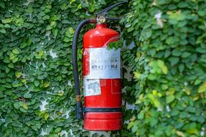 Fire extinguisher on a wall covered with climbing plants. photo